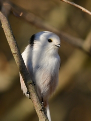 Aegithalos caudatus caudatus