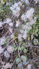 Clematis brevicaudata