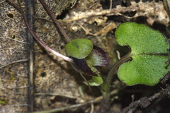 Corybas trilobus