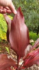 Cordyline fruticosa