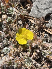 Potentilla ovina