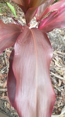 Cordyline fruticosa