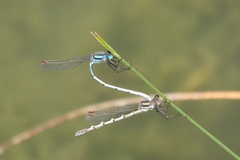 Austrolestes annulosus
