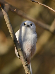 Aegithalos caudatus caudatus