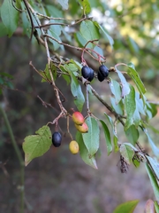 Viburnum prunifolium