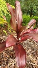 Cordyline fruticosa