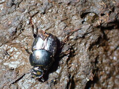 Onthophagus taurus