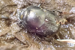 Onthophagus taurus