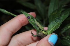 Coleosporium