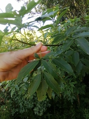 Heteromorpha arborescens