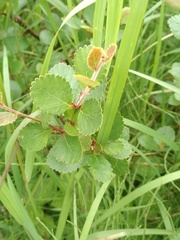 Betula pumila