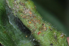 Coleosporium