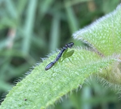 Odontomantis planiceps
