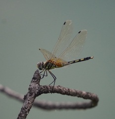 Trithemis pallidinervis