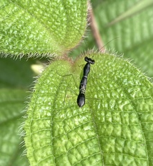 Odontomantis planiceps