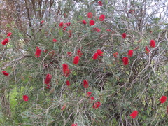 Melaleuca linearis