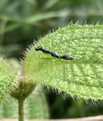 Odontomantis planiceps