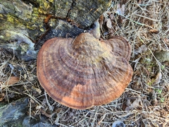 Trametes cubensis