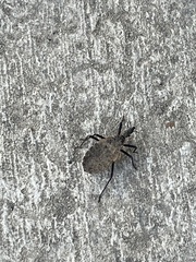 Triatoma