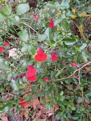 Salvia coccinea