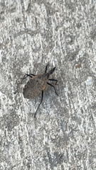 Triatoma