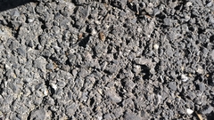 Homolophus