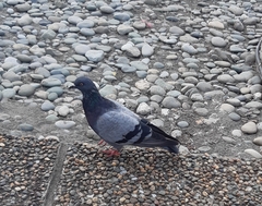 Columba livia