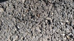 Homolophus