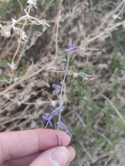 Salvia abrotanoides