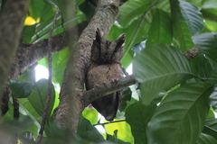 Otus lempiji