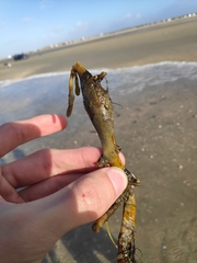 Membranipora membranacea