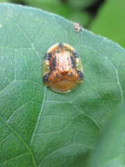 Laccoptera nepalensis