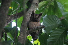 Otus lempiji