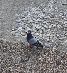 Columba livia