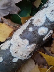 Corticium roseum