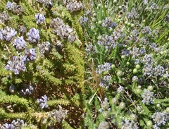 Aspalathus globulosa