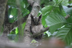 Otus lempiji