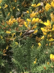 Antaxius spinibrachius