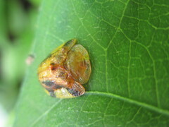 Laccoptera nepalensis