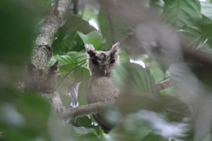 Otus lempiji