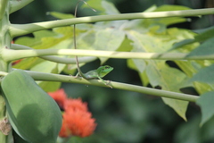 Bronchocela cristatella