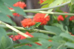 Bronchocela cristatella
