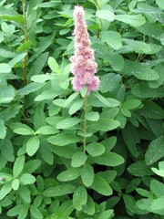 Spiraea × billardii