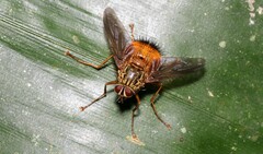 Tachininae