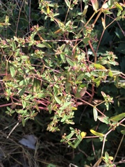 Euphorbia nutans