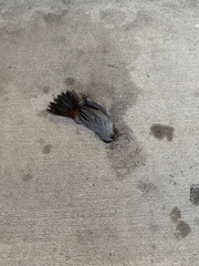 Dumetella carolinensis