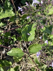 Clinopodium