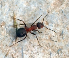 Formica rufa