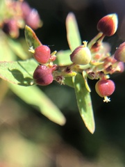 Euphorbia nutans