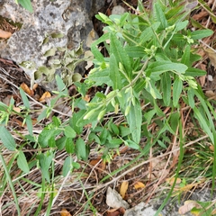 Brickellia cylindracea